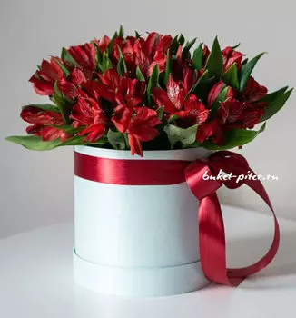 Яркие Красные Альстромерии в Коробочке