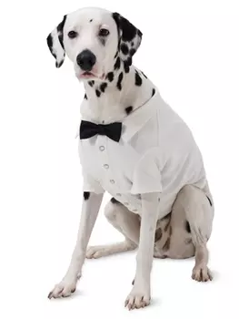 Выкройка: Одежда для собак