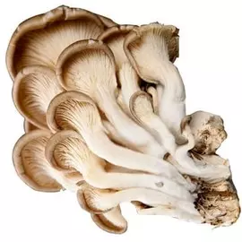 Грибы Вешенки 300г