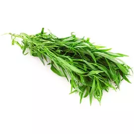 Розмарин Верный