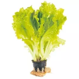 Салат листовой в горшочке 1шт