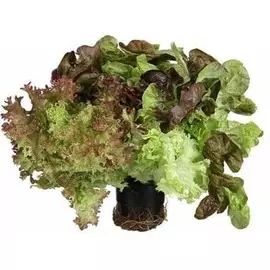 Салат Трио Микс в горшке 1шт