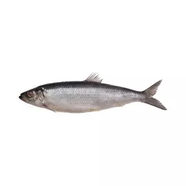 Сельдь целая в пряной заливке % 1,3кг