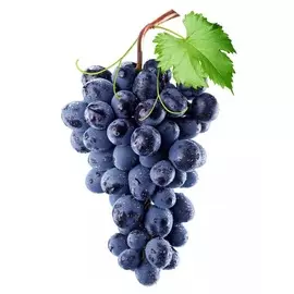 Виноград Изабелла