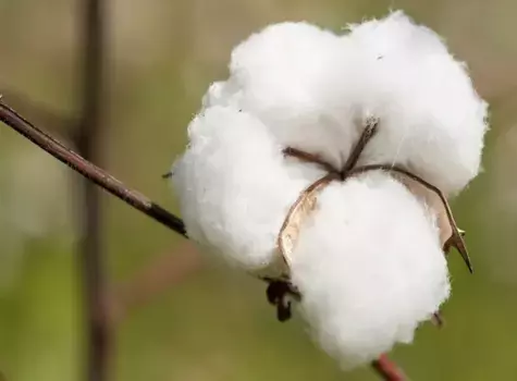 Чехол на подушку Cotonea