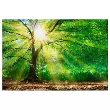 Фреска A.S. Cration Forest Light цвет grn/braun