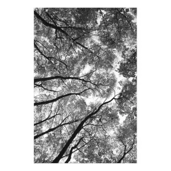 Фреска Artgeist High Trees, черно-белый