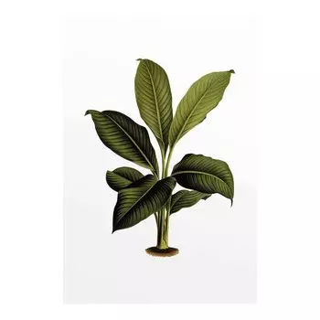 Фреска Komar Elastica Leaf, разноцветный