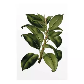 Фреска Komar Elastica Tree, разноцветный