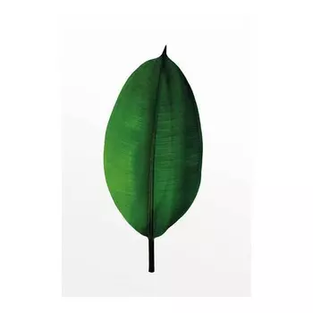 Фреска Komar Ficus Leaf, зеленый/белый