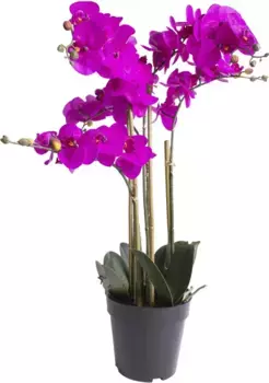 Искусственная орхидея Botanic-Haus "Орхидея Бора" /50х60 см, цвет fuchsia