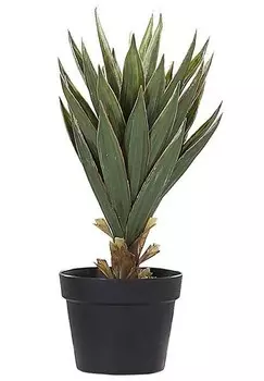 nan