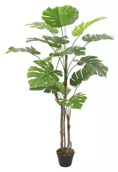 nan