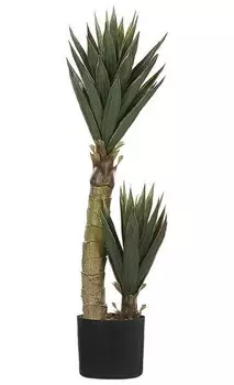 nan