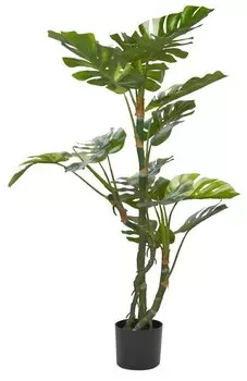 nan