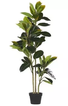 nan