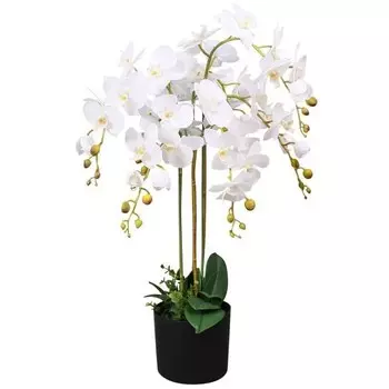 nan