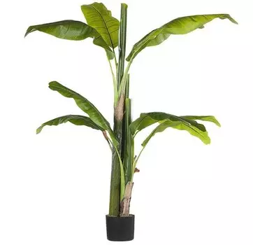 nan