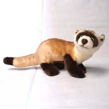 Рокси, трусливый хорек Roxi