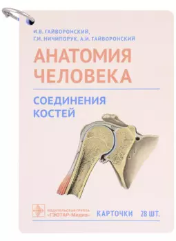 Анатомия человека. Соединения костей. Карточки: наглядное учебное пособие (28 двусторонних карточек)