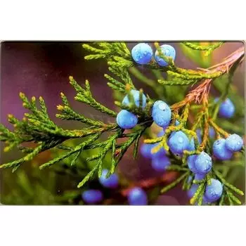 Доска разделочная 20 х 30 см Ветка можжевельника Gift'n'Home