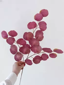 Эвкалипт 75 см MayBlummy Популус