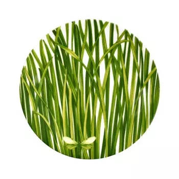 Тарелка 17 см Taitu Life in Green