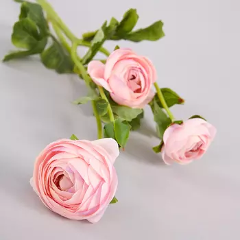 Цветок Alassio