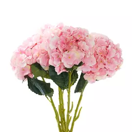 Цветок Barbaresco