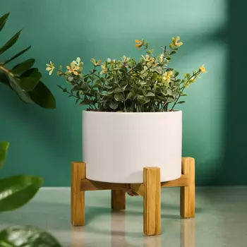 Цветок Borsari