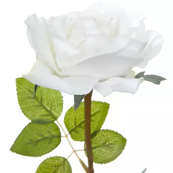 Цветок Cantiano