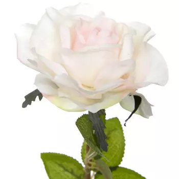 Цветок Cantiano