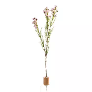 Цветок Chamelacium