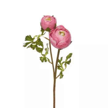 Цветок Cingoli