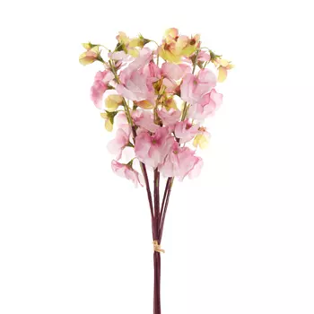 Цветок Crocceta