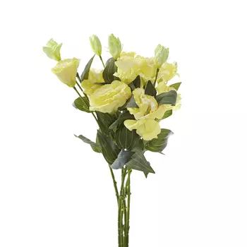 Цветок Eustoma