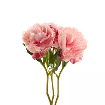 Цветок Giusvalla