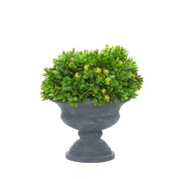 Цветок Grenova