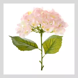 Цветок Hydrangea, белый