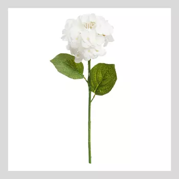 Цветок Hydrangea Eype