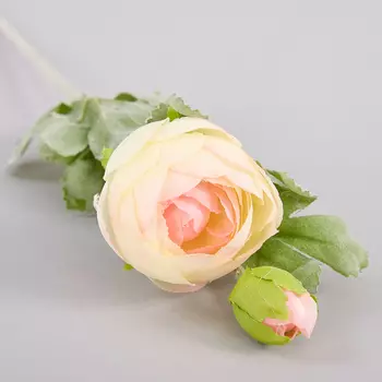 Цветок Imperia