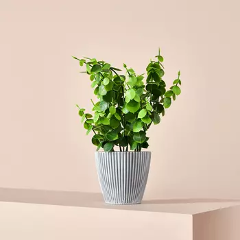 Цветок Melenza