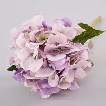 Цветок Ortensia