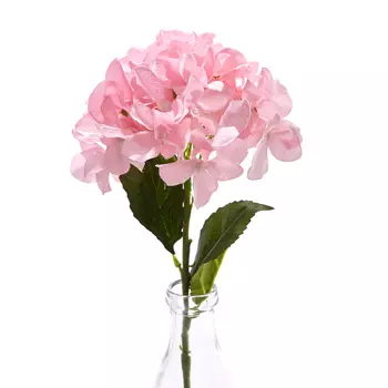 Цветок Ortensia