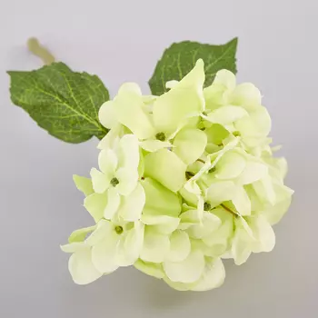 Цветок Ortensia