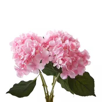 Цветок Ortensiano