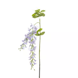 Цветок Ostra II