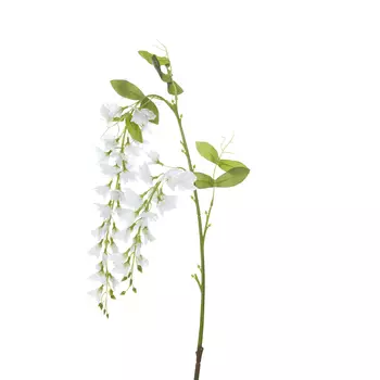 Цветок Ostra I