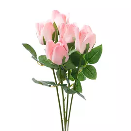 Цветок Pascolli