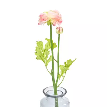 Цветок Primavera